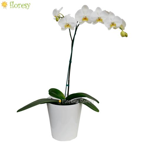 Planta de orquídea Blanca centro amarillo - 1 vara